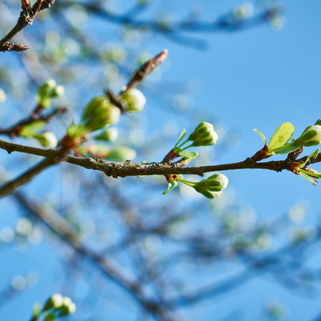 A close-up of a branch with budding green leaves against a blue sky.