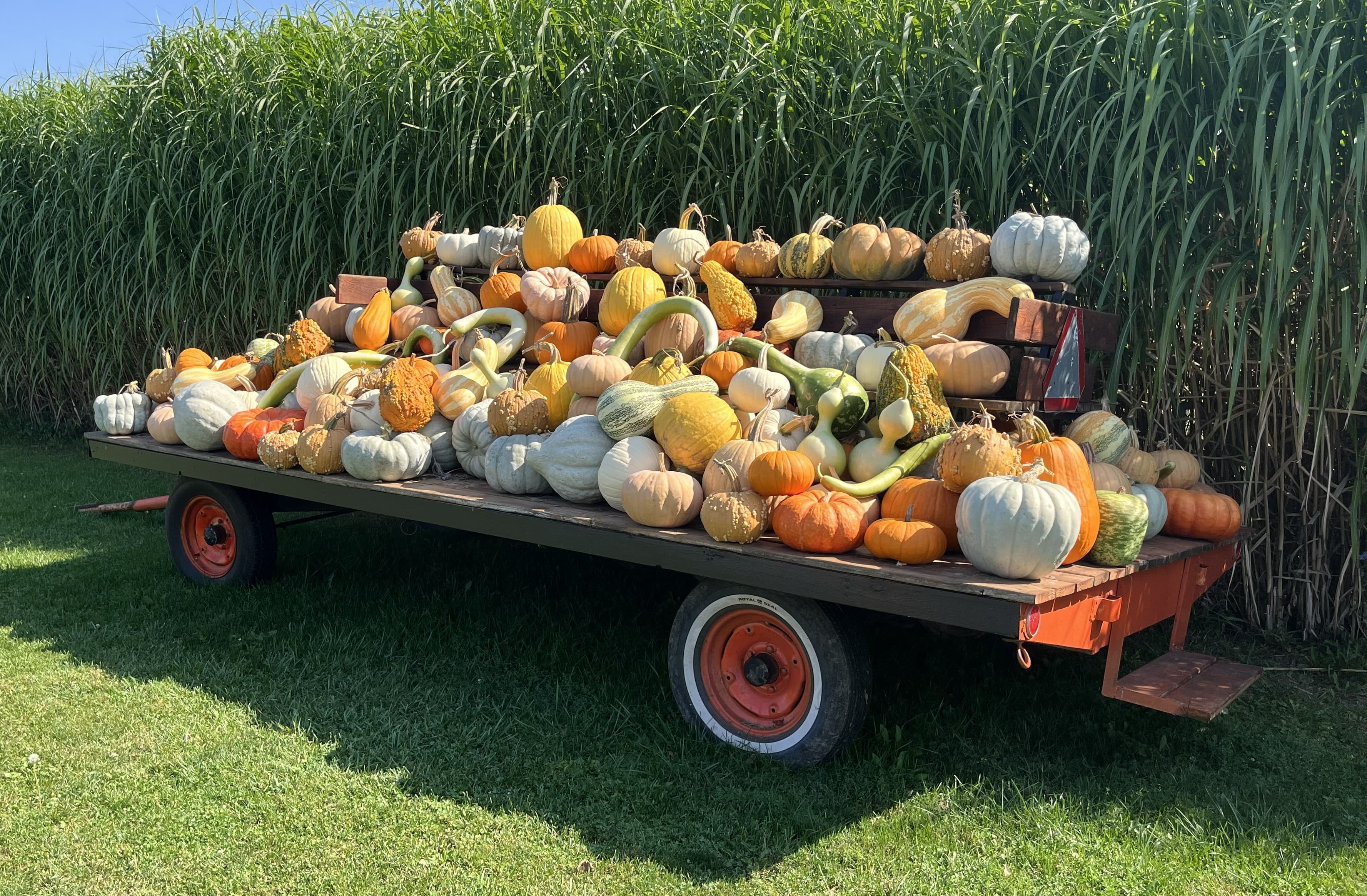 A cart filled with an assortment of colorful pumpkins and gourds.