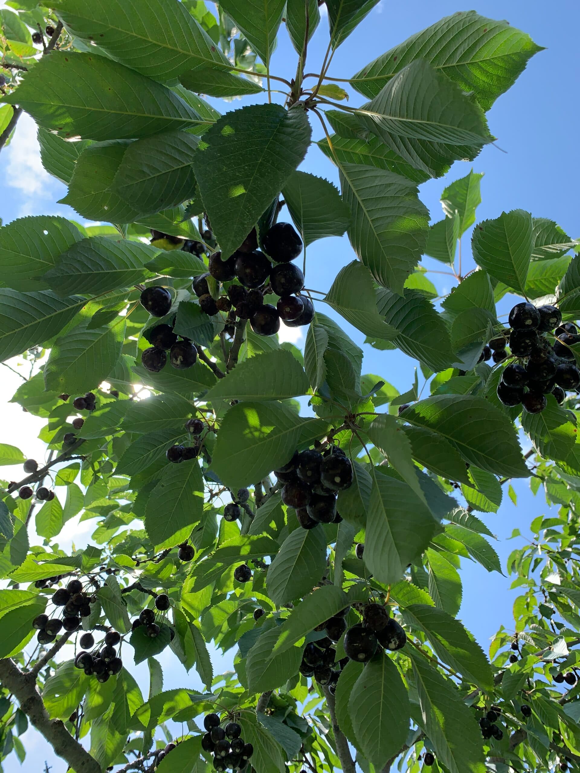 A close-up view of dark fruit clusters hanging among vibrant green leaves against a blue sky.