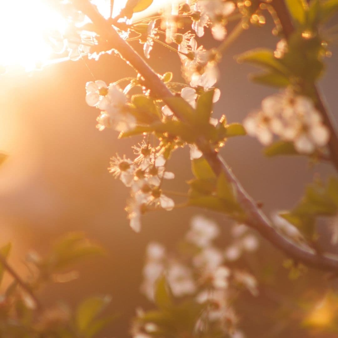 Close-up of flowering branches illuminated by warm sunlight.