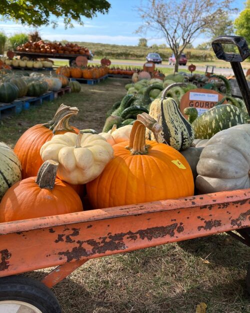 Pumpkins and gourds from Dinges Fall Harvest